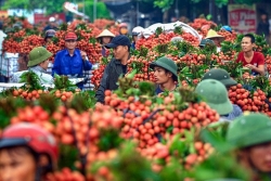 Bắc Giang: Có 204 thương nhân Trung Quốc đến Lục Ngạn để thu mua vải thiều