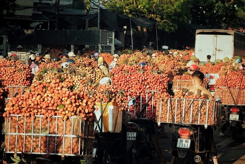 Giá vải thiều Bắc Giang dao động từ 15-25 nghìn/kg
