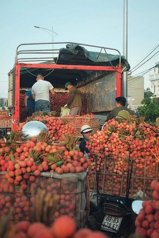 Giá vải thiều Bắc Giang dao động từ 15-25 nghìn/kg