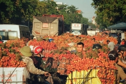 gia vai thieu bac giang dao dong tu 15 25 nghinkg