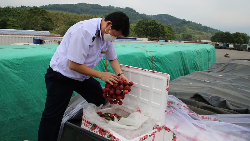 Hơn 1000 tấn vải thiều được xuất khẩu qua Cửa khẩu Kim Thành - Lào Cai