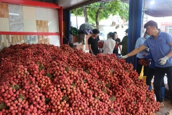 Bắc Giang: Hỗ trợ người lao động trong mùa thu hoạch vải thiều