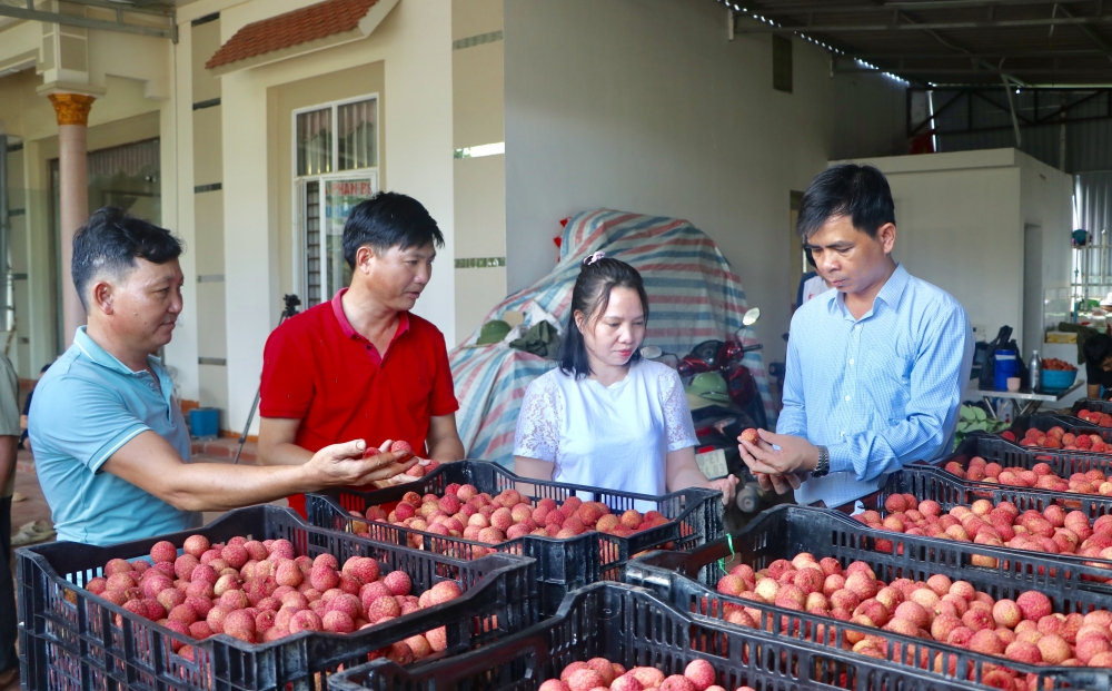 Bắc Giang: Xuất khẩu gần 40 tấn vải thiều Lục Ngạn sang châu Âu