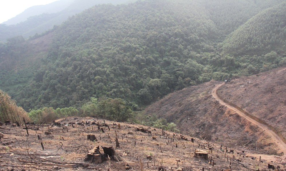 Bắc Giang: Khởi tố 2 đối tượng phá rừng ở huyện Lục Nam