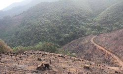 Bắc Giang: Khởi tố 2 đối tượng phá rừng ở huyện Lục Nam