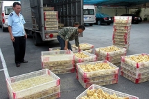 chan bat luong lon ga giong nhap lau tai lang son