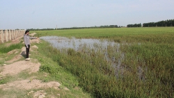 Bắc Giang đề xuất với Chính phủ xin tự quyết chuyển mục sử dụng đất lúa dưới 75 ha