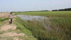 bac giang de xuat voi chinh phu xin tu quyet chuyen muc su dung dat lua duoi 75 ha