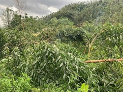 bac giang hon 35 nghin ha rung san xuat bi gay do do bao