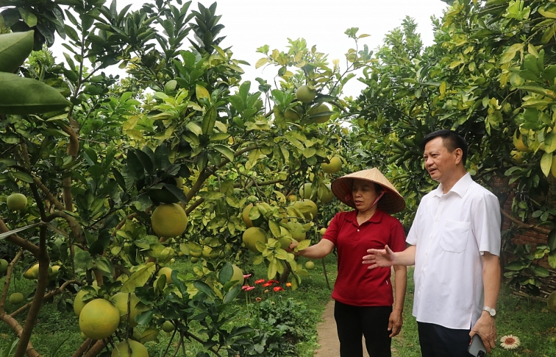 Bắc Giang: Về miền quả ngọt Lục Ngạn