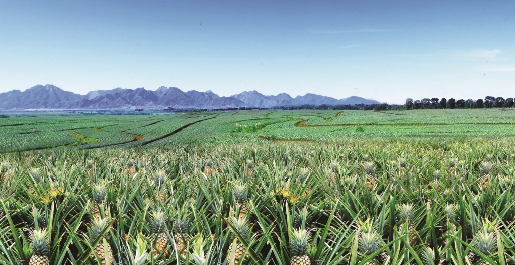 Trang trại dứa rộng 26.000 ha ở Bukidnon của Del Monte Philippines