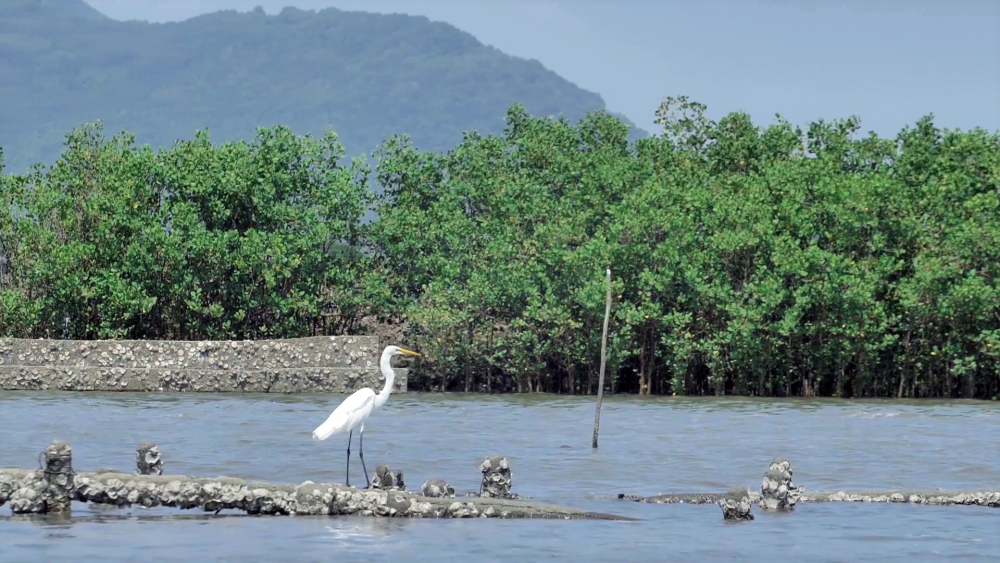 mang xa hoi bong choc xanh ri voi chien dich trieu cay vuon cao cho viet nam xanh