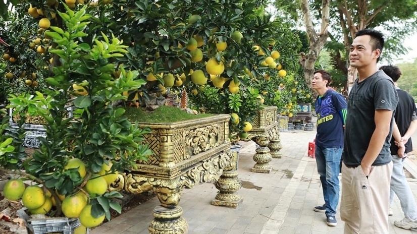 Thị trường cây cảnh "nở sớm" trước mùa Tết 2024