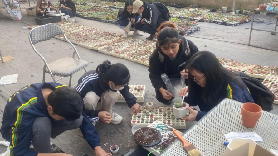 Xu hướng chơi cây Tết theo phong cách "bền vững" của Gen Z