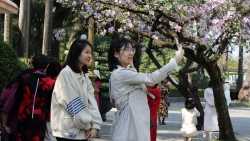 Hoa ban nở rộ trên phố, giới trẻ hào hứng rủ nhau chụp ảnh