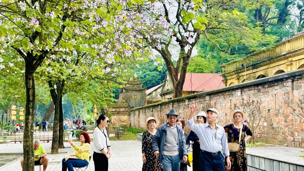 Quyến luyến sắc hoa ban giữa lòng Hà Nội