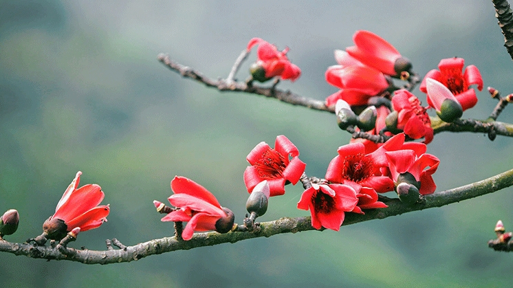 Hoa mộc miên rực đỏ trong tiết trời Hà Nội