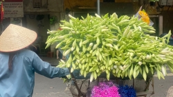 Mùa hoa loa kèn tinh khôi xuống phố