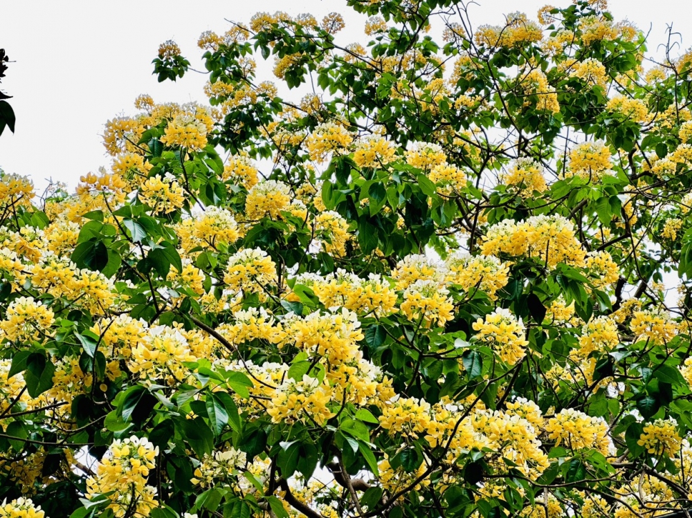 Sắc vàng chanh dịu dàng mùa Bún cổ thụ khai hoa