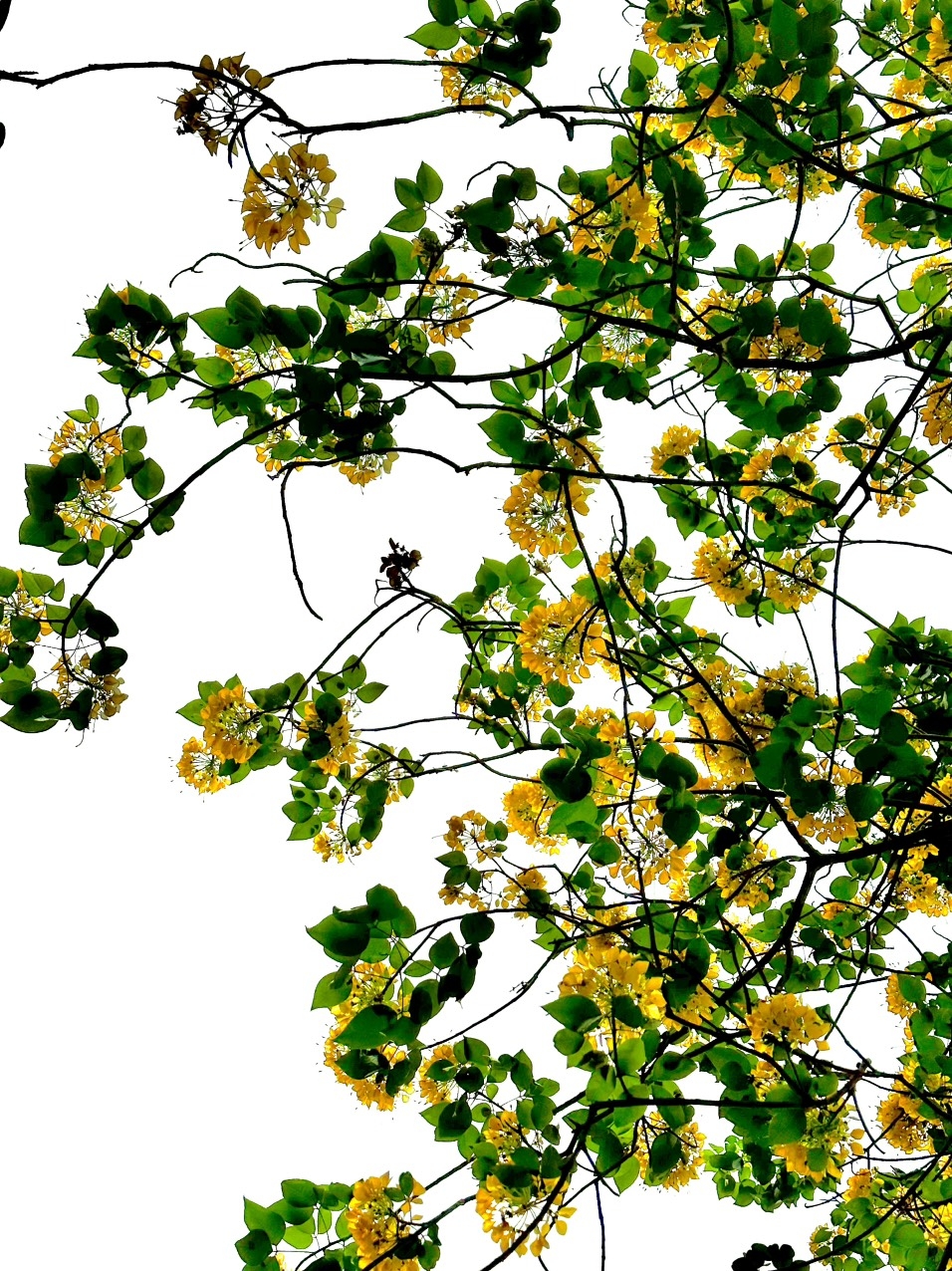 Sắc vàng chanh dịu dàng mùa Bún cổ thụ khai hoa