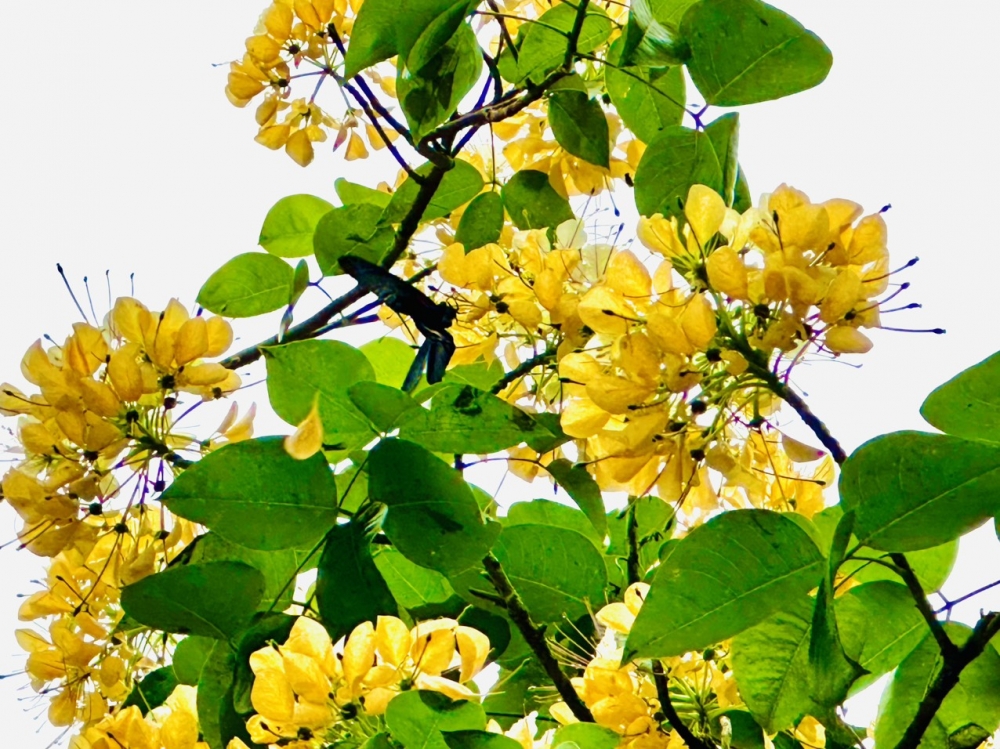 Sắc vàng chanh dịu dàng mùa Bún cổ thụ khai hoa