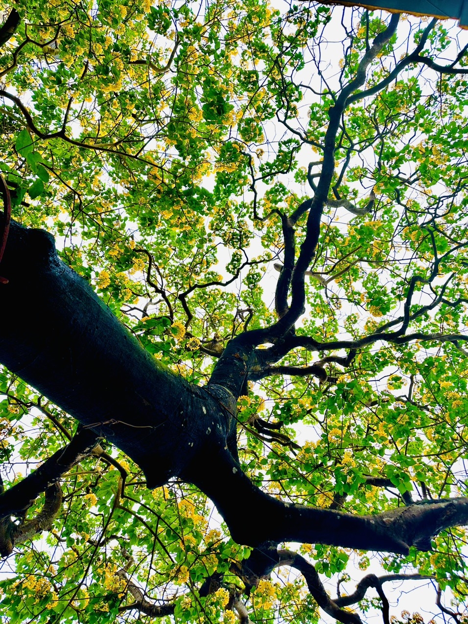 Sắc vàng chanh dịu dàng mùa Bún cổ thụ khai hoa