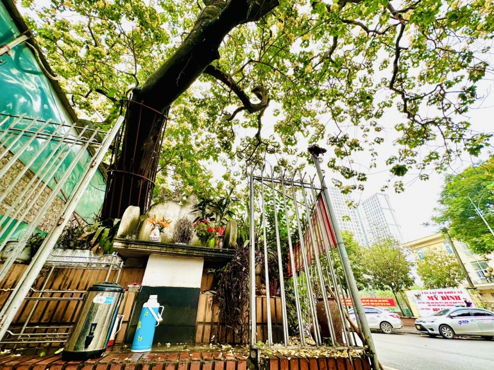 Sắc vàng chanh dịu dàng mùa Bún cổ thụ khai hoa