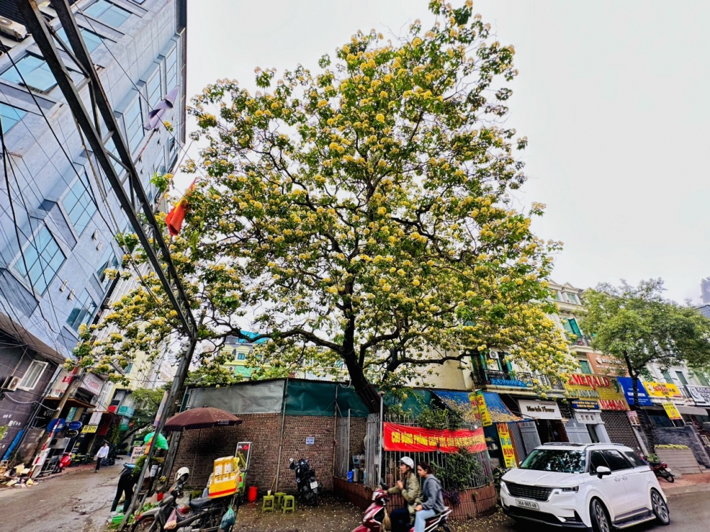 Sắc vàng chanh dịu dàng mùa Bún cổ thụ khai hoa