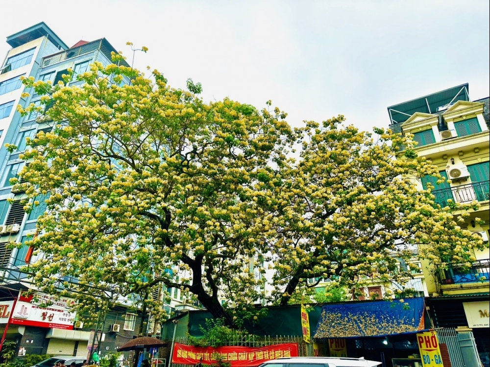 Cây bún cổ hơn 300 năm tuổi ở Hà Nội rực rỡ khoe sắc