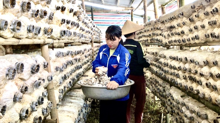 Bài 3: Nữ cán bộ Đoàn mang nghề trồng nấm về quê hương