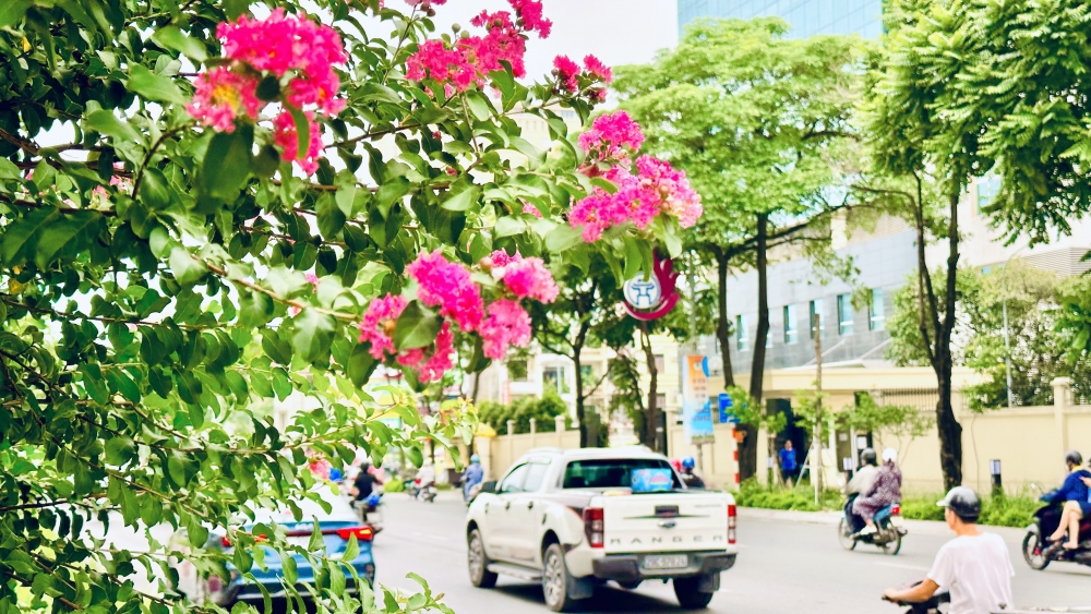 Hoa tường vi rực rỡ khoe sắc trong nắng hè trên đường phố Thủ đô
