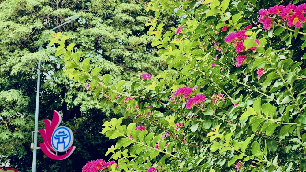 Hoa tường vi rực rỡ khoe sắc trong nắng hè trên đường phố Thủ đô