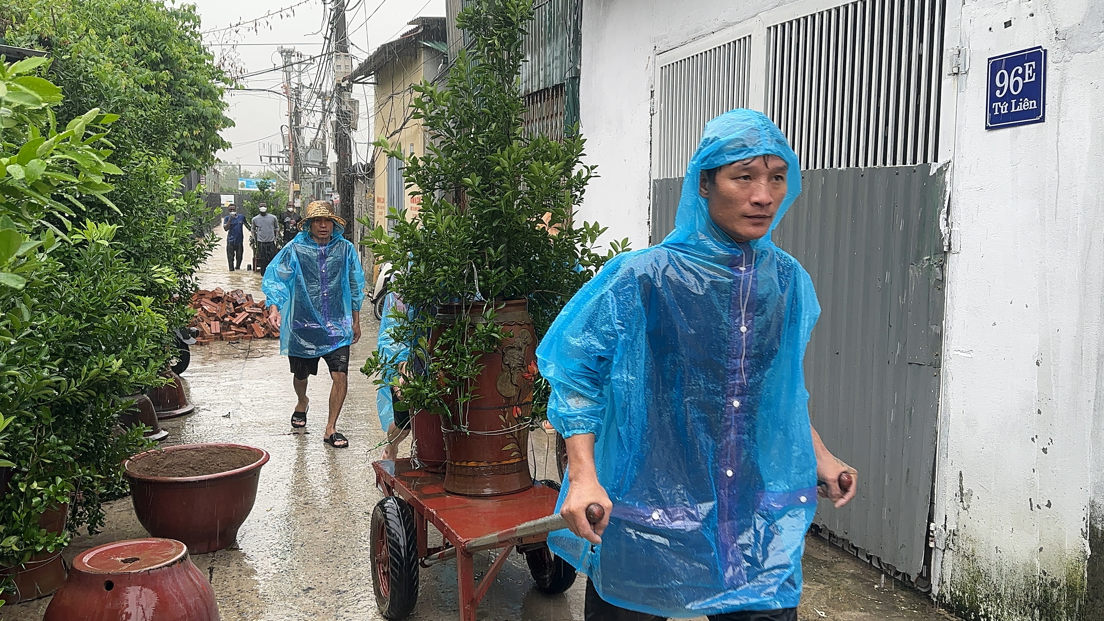 Người dân Tứ Liên giải cứu quất khỏi ngập lụt