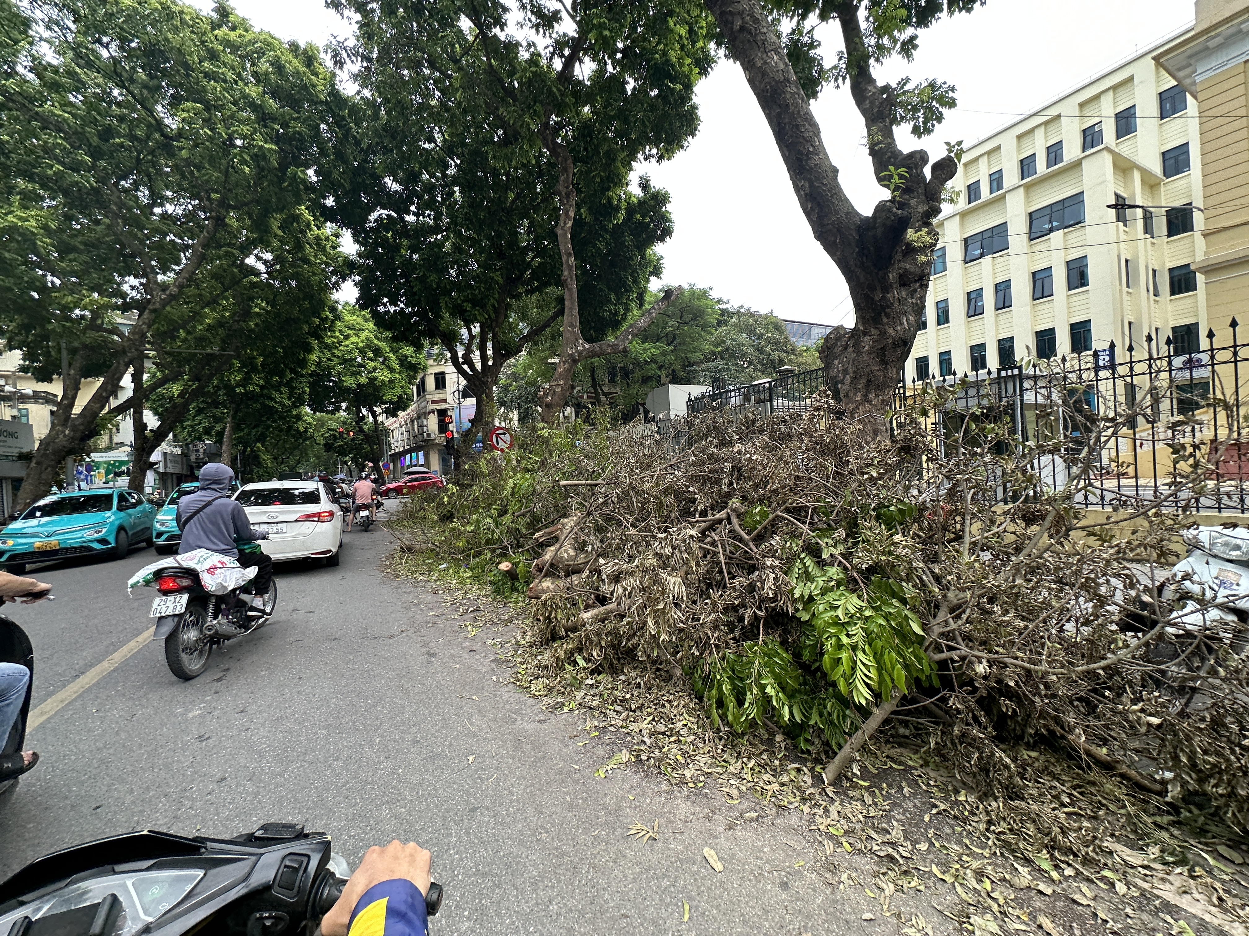 Hà Nội: Lực lượng chức năng tất bật thu dọn cây đổ gãy do bão số 3