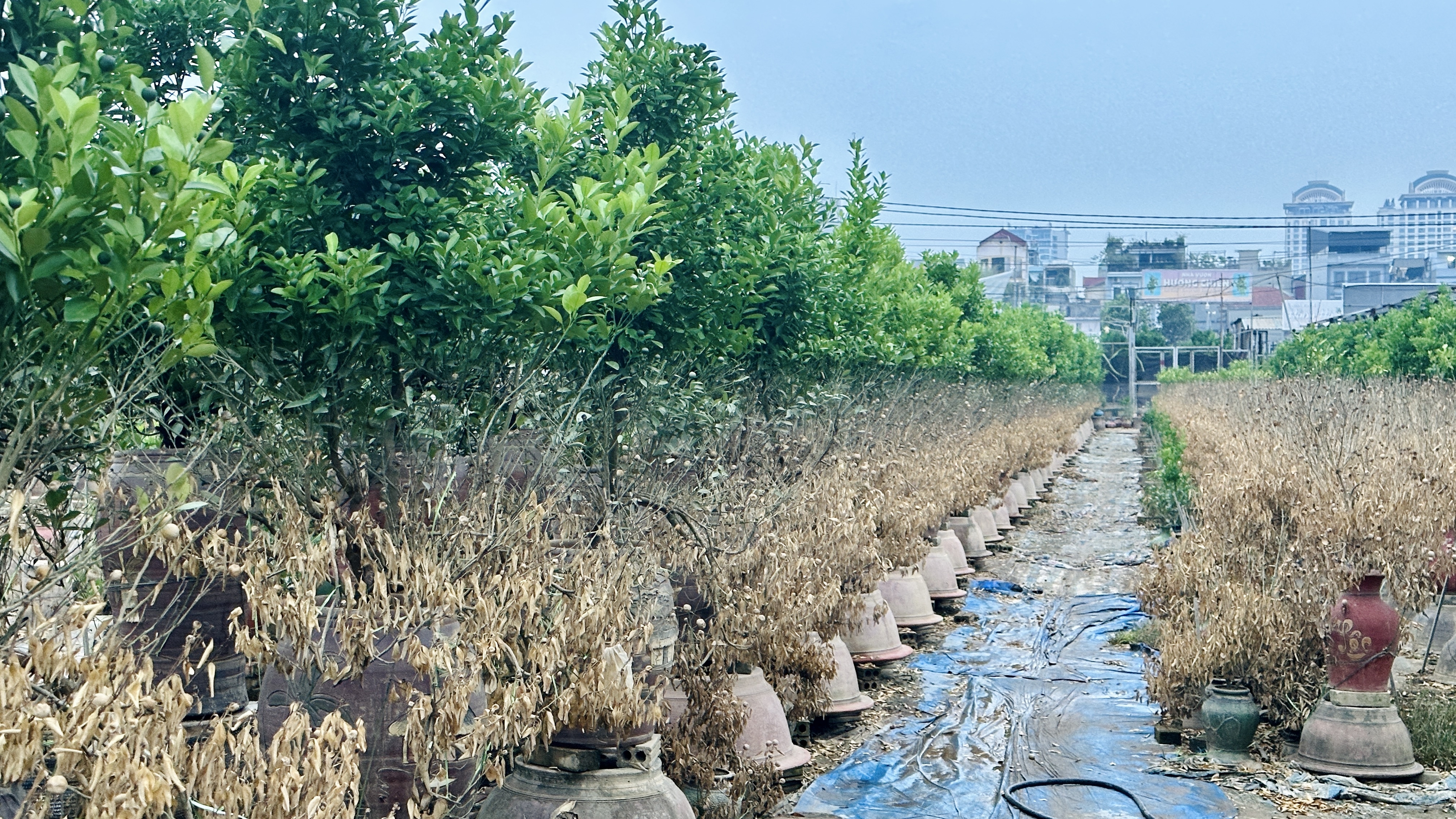 Nghẹn ngào thương quất Tứ Liên