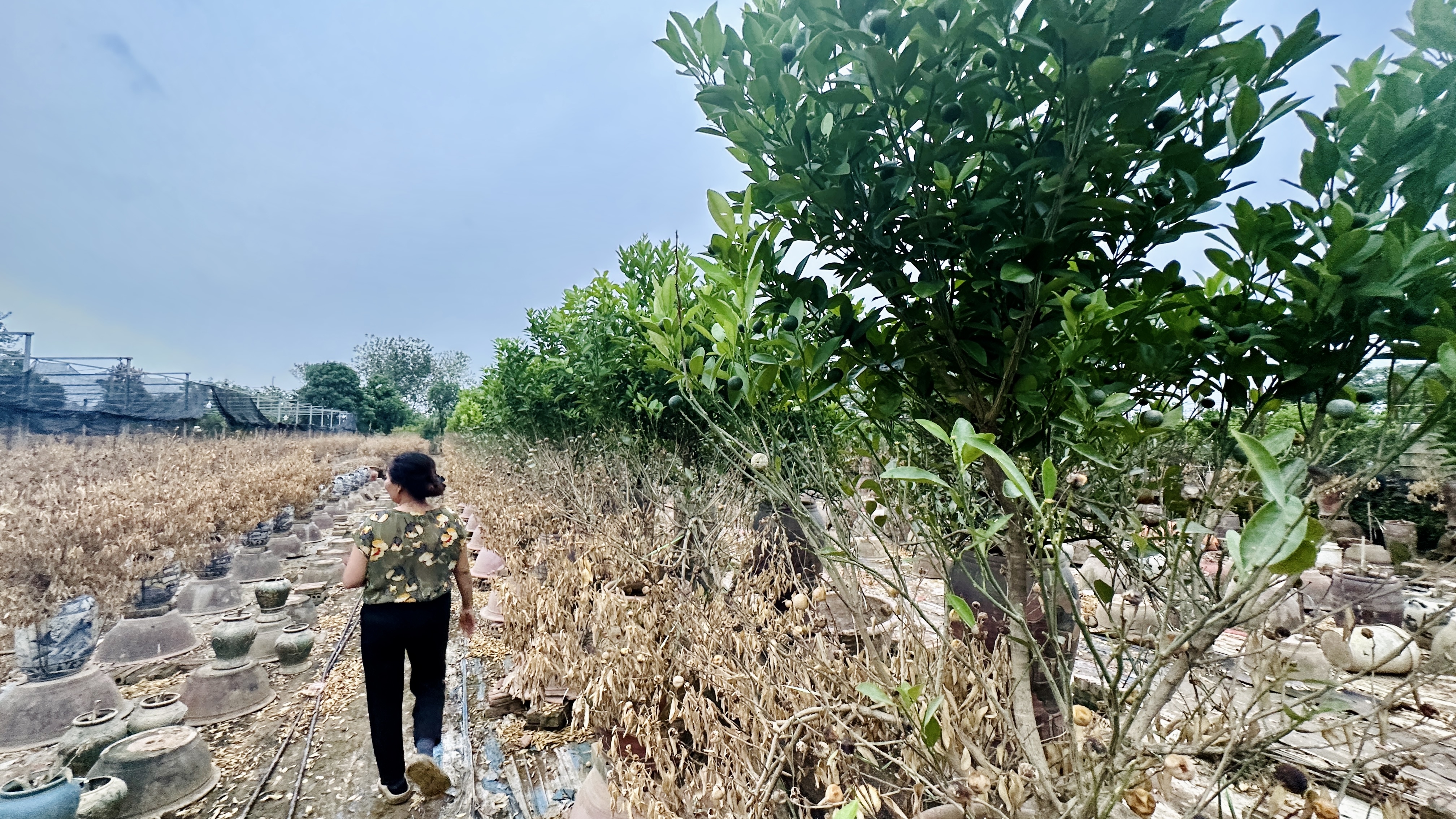 Nghẹn ngào thương quất Tứ Liên