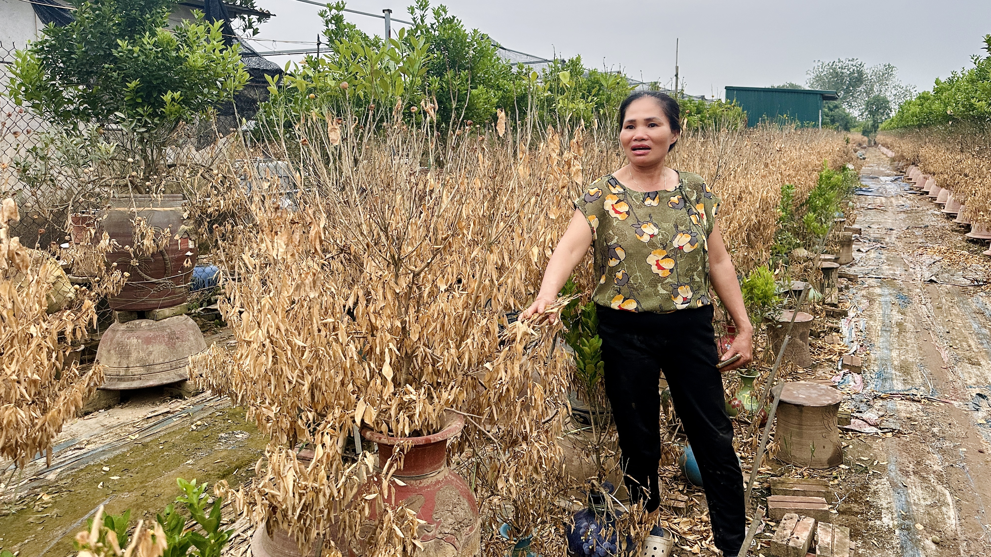 Nghẹn ngào thương quất Tứ Liên