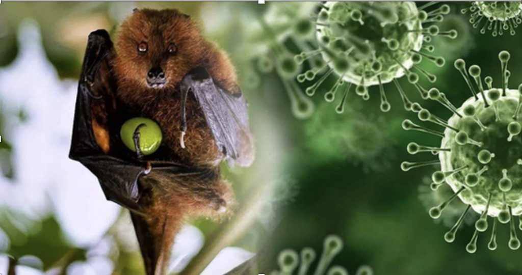 Vi rút Nipah lây lan nhanh tại Ấn Độ, TP Hồ Chí Minh đề cao cảnh giác