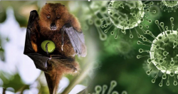 Vi rút Nipah lây lan nhanh tại Ấn Độ, TP Hồ Chí Minh đề cao cảnh giác