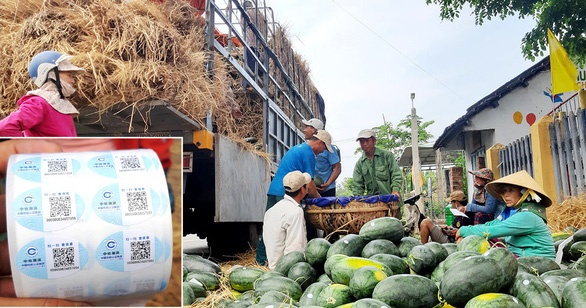 Dưa hấu Quảng Nam nhưng dán tem chữ Trung Quốc?