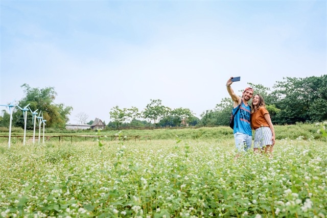 Chiêm ngưỡng hoa tam giác mạch trái mùa rực rỡ giữa lòng Thủ đô