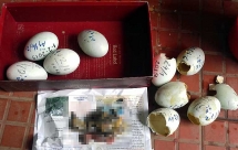 Đàn thiên nga đẻ gần 20 trứng ở hồ Thiền Quang