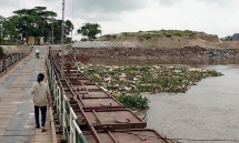 Phát hiện hàng trăm xác lợn chết trôi sông ở Hải Phòng