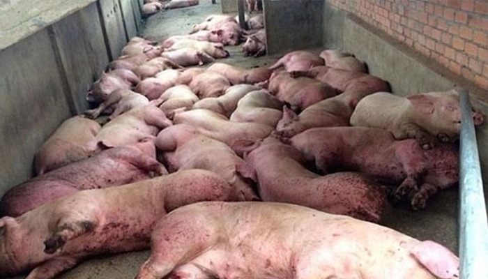 Chính phủ yêu cầu sớm chấm dứt lây lan dịch tả lợn châu Phi
