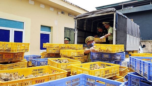 Quảng Ninh: Chặn 22.000 con gà giống không rõ nguồn gốc trên đường vào Nam