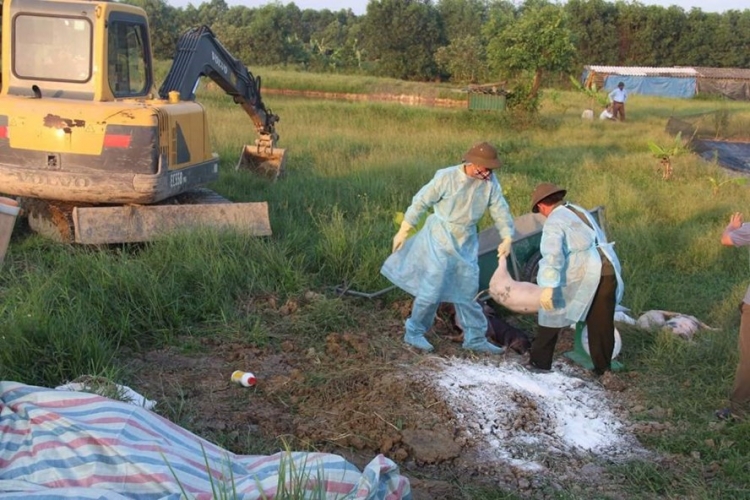 Hà Tĩnh đã phát hiện ổ dịch tả lợn châu Phi đầu tiên