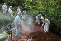 Hà Giang phát hiện ổ dịch tả lợn châu Phi thứ hai