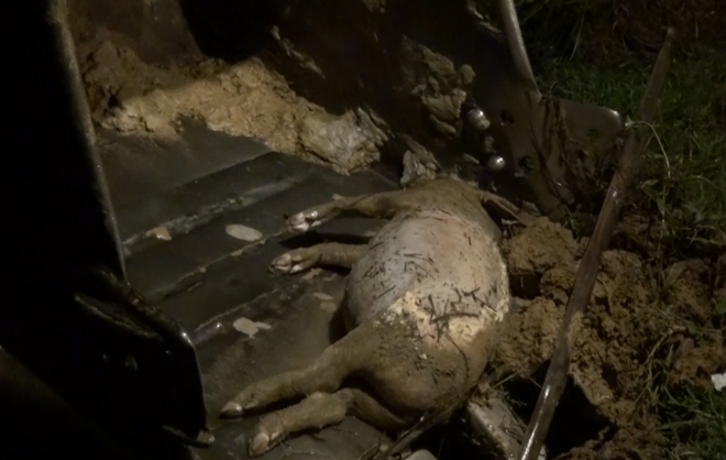 Xác lợn chết trên kênh ở Hà Tĩnh: Dương tính với dịch tả lợn châu Phi