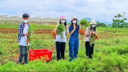 truong th school tp vinh to chuc trai nghiem tai nong trai xanh