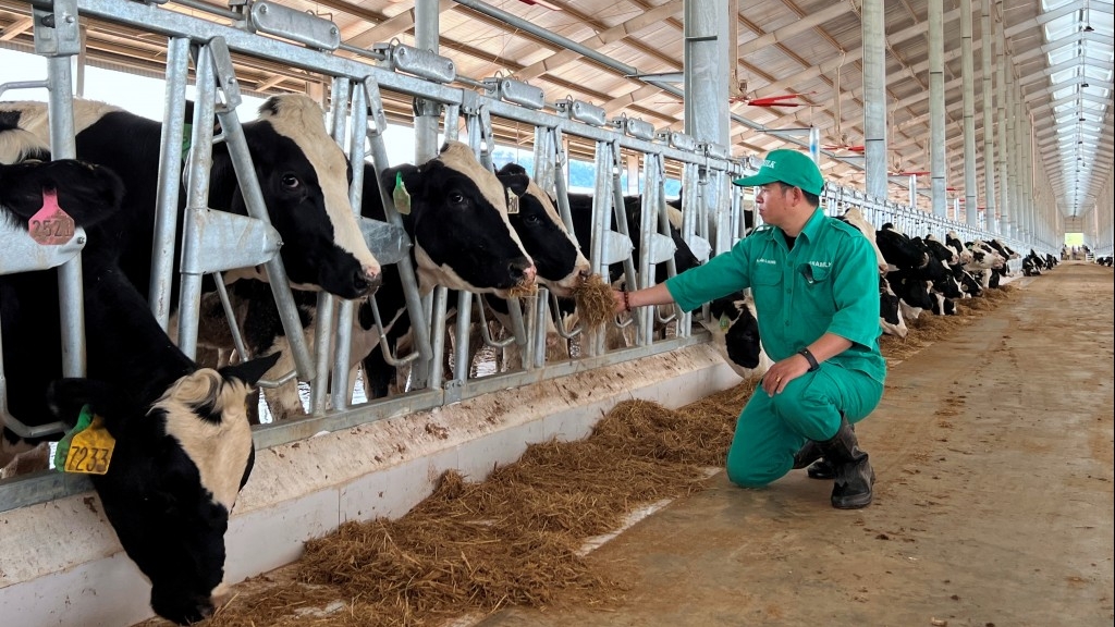 Nhập 1.000 "cô bò" từ Mỹ về Trang trại Vinamilk Lao-Jagro